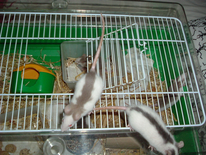 DSCF0800.JPG