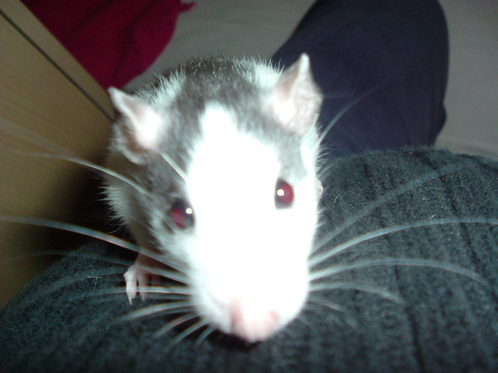 DSCF0827.JPG