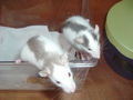 DSCF0811.JPG