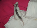 DSCF0856.JPG