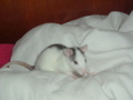 DSCF0857.JPG