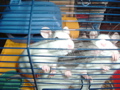 DSCF0823.JPG