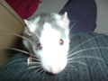DSCF0827.JPG