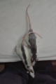 DSCF0855.JPG