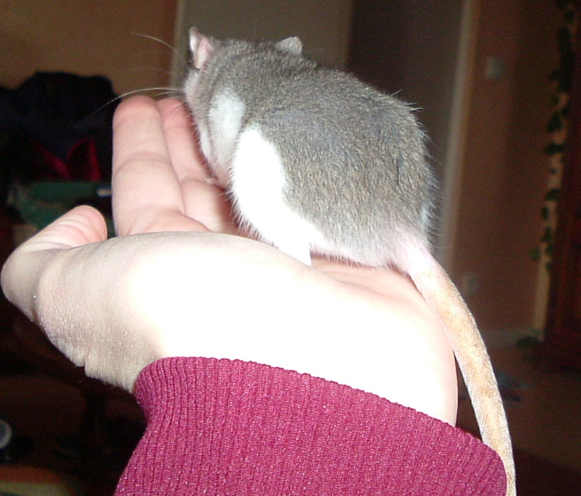 DSCF0954.JPG