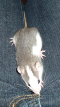 DSCF0952.JPG