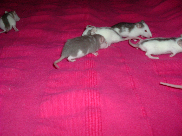 DSCF0661.JPG