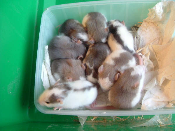 mes pepettes 121