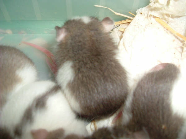 mes pepettes 156