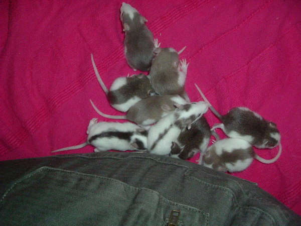 mes pepettes 159
