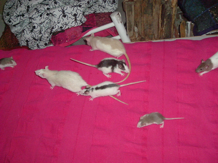 DSCF0666.JPG
