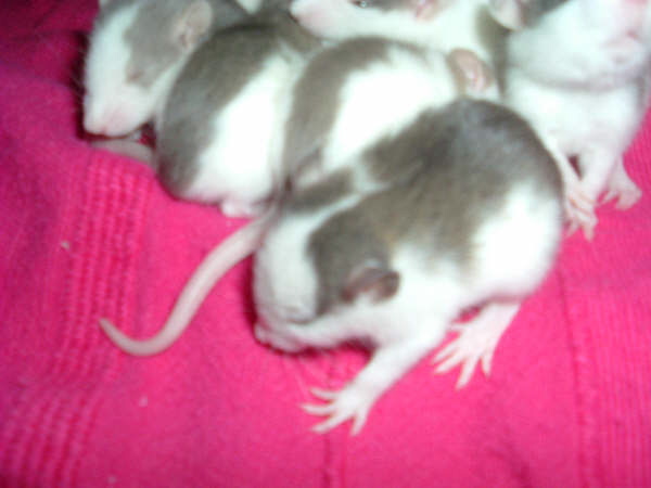 mes pepettes 084