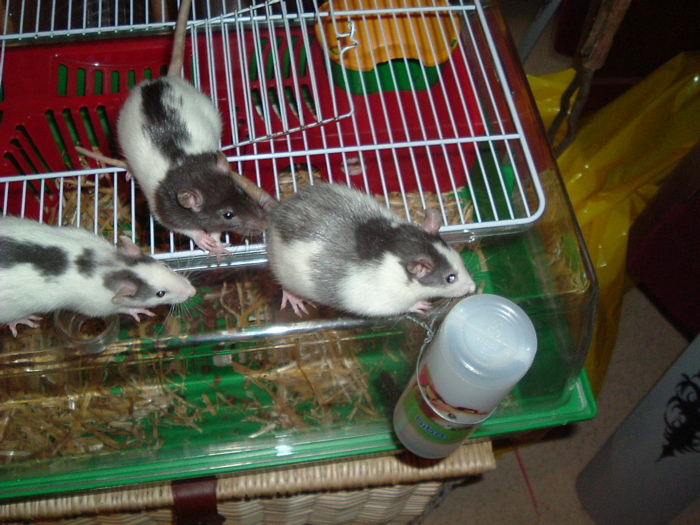 DSCF0946.JPG