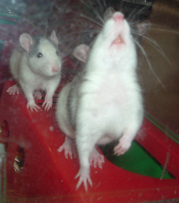 DSCF0927.JPG