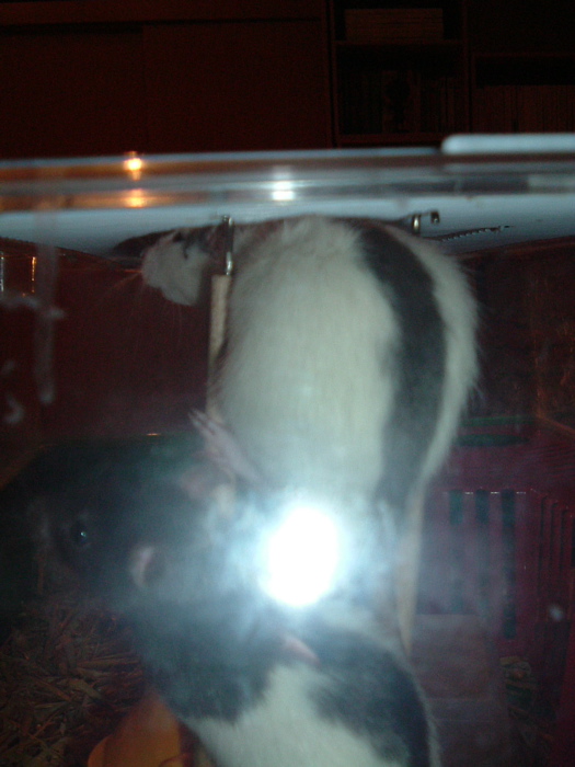 DSCF0930.JPG