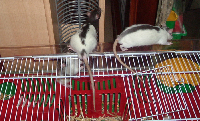 DSCF0943.JPG