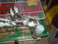 DSCF0946.JPG