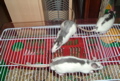 DSCF0948.JPG