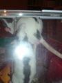 DSCF0931.JPG