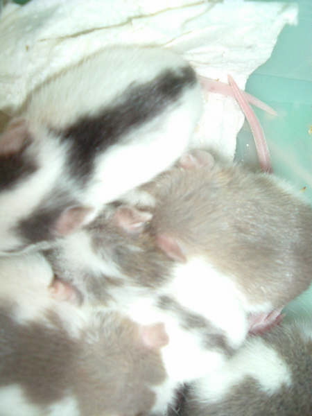 mes pepettes 157