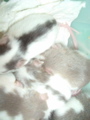 mes pepettes 157