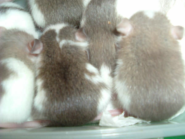mes pepettes 155