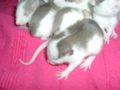 mes pepettes 084