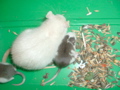 mes pepettes 128