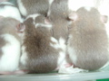 mes pepettes 155
