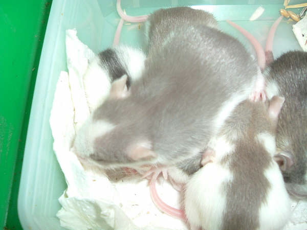 mes pepettes 151