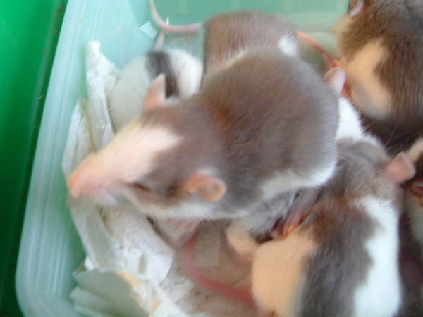 mes pepettes 153