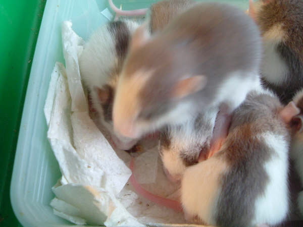 mes pepettes 154