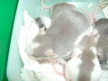 mes pepettes 151