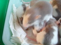 mes pepettes 154