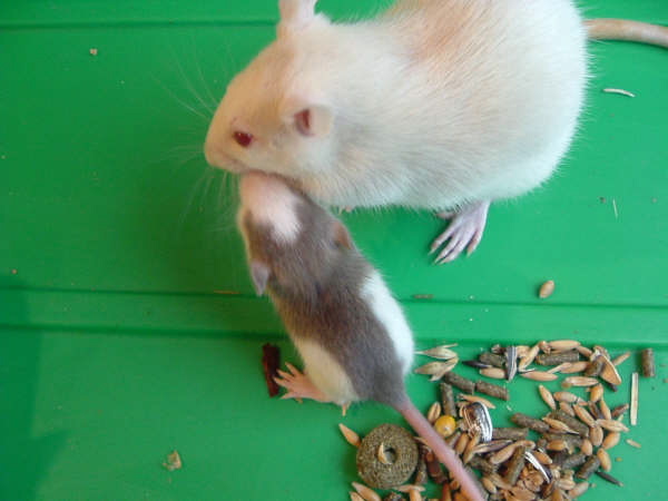 mes pepettes 129