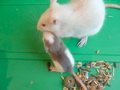 mes pepettes 129