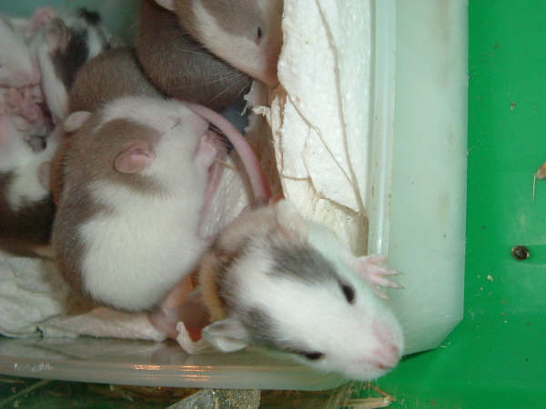 mes pepettes 138