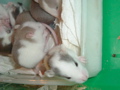mes pepettes 138