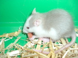 DSCF0768.JPG