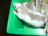 DSCF0777.JPG
