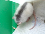 DSCF0748.JPG