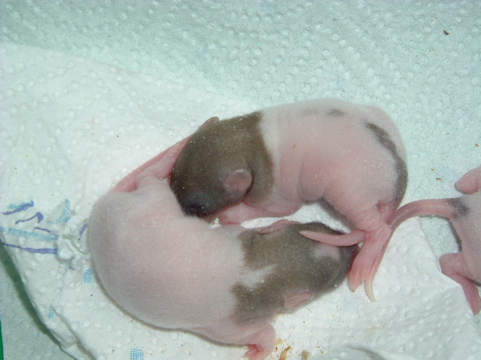 mes pepettes 033