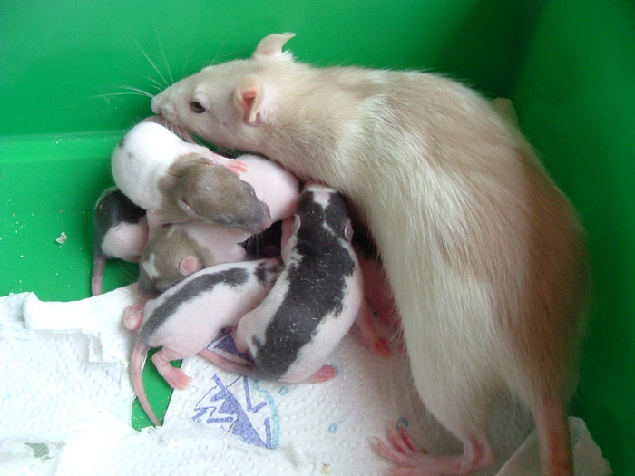 mes pepettes 051