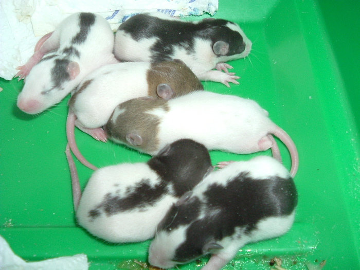 mes pepettes 005