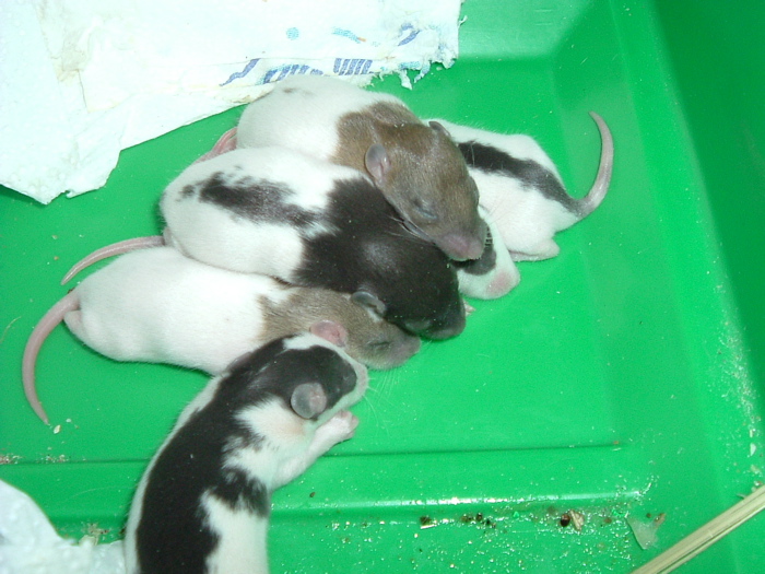 mes pepettes 007