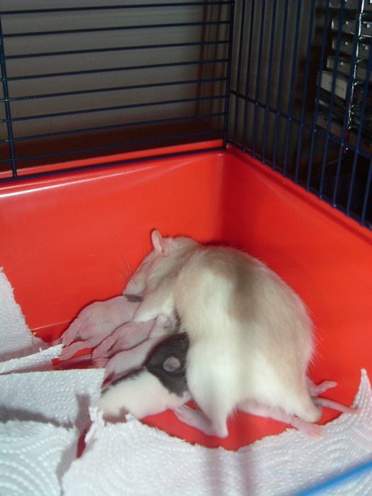 mes pepettes 014
