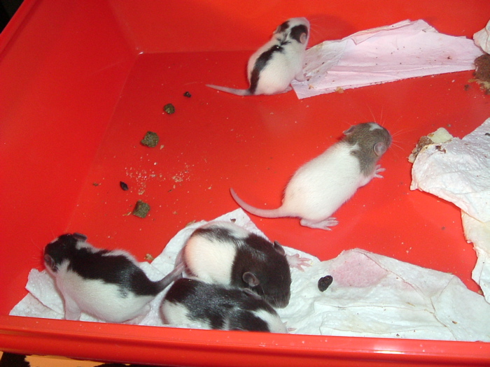 mes pepettes 015