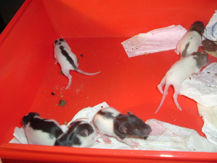 mes pepettes 016