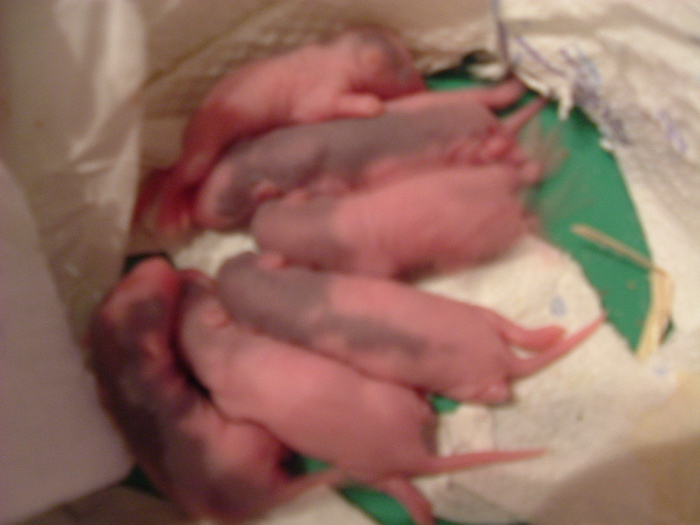 mes pepettes jour 3 et 4 les 24 et 25 01 05 049