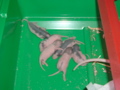 mes pepettes jour 4 et 5 les 24 et 25 01 05 025
